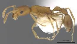 Plancia ëd <i>Cardiocondyla longinoda</i>