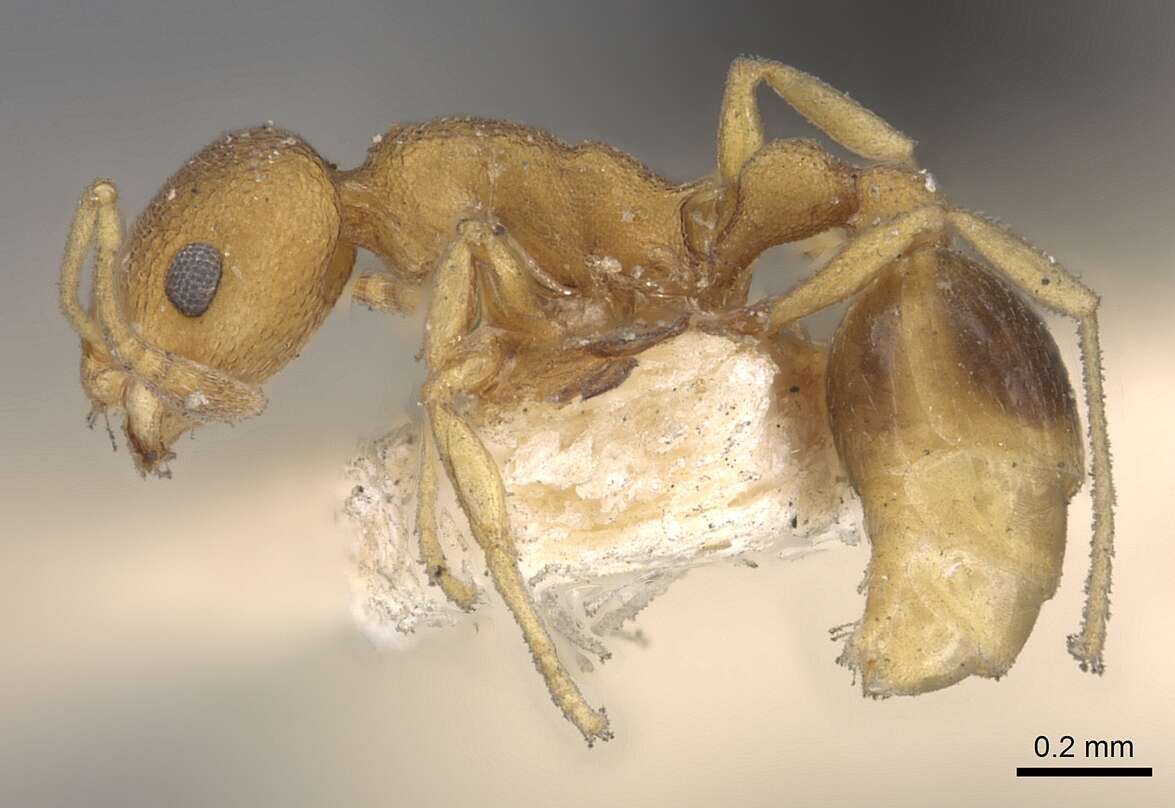 Image of Tramp Ants