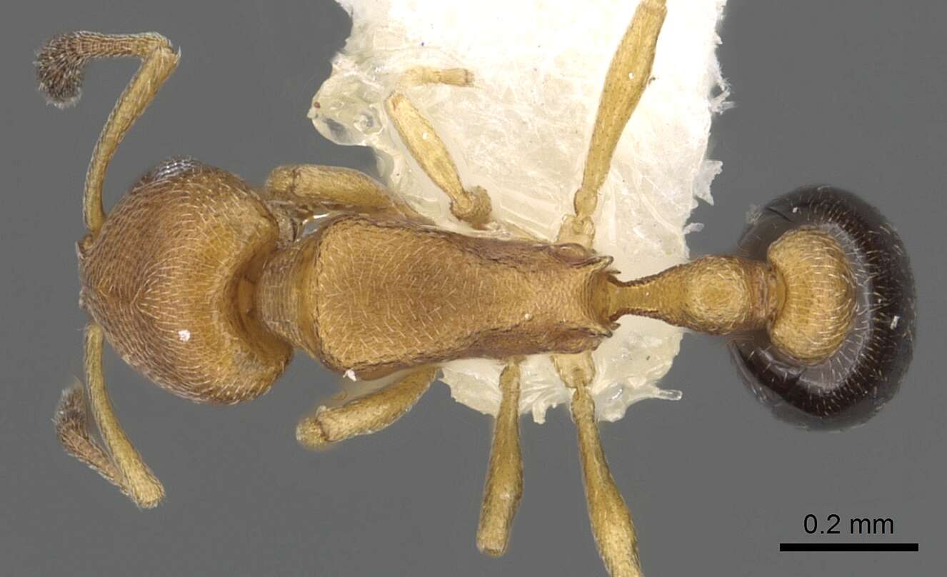 Image of Cardiocondyla breviscapa