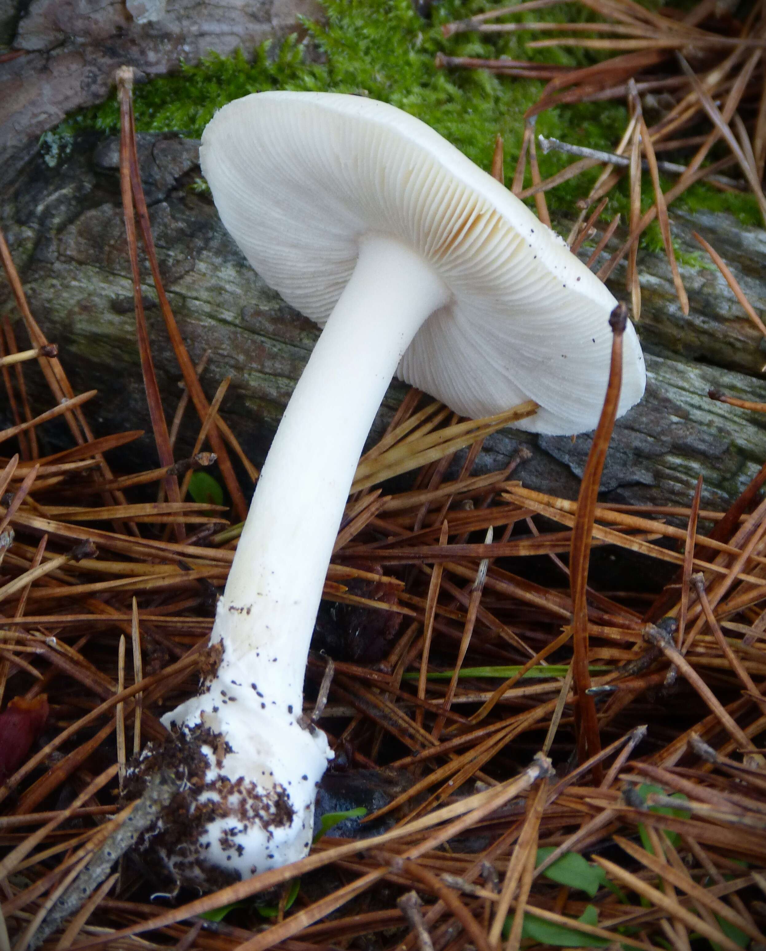 Image of gemmed Amanita