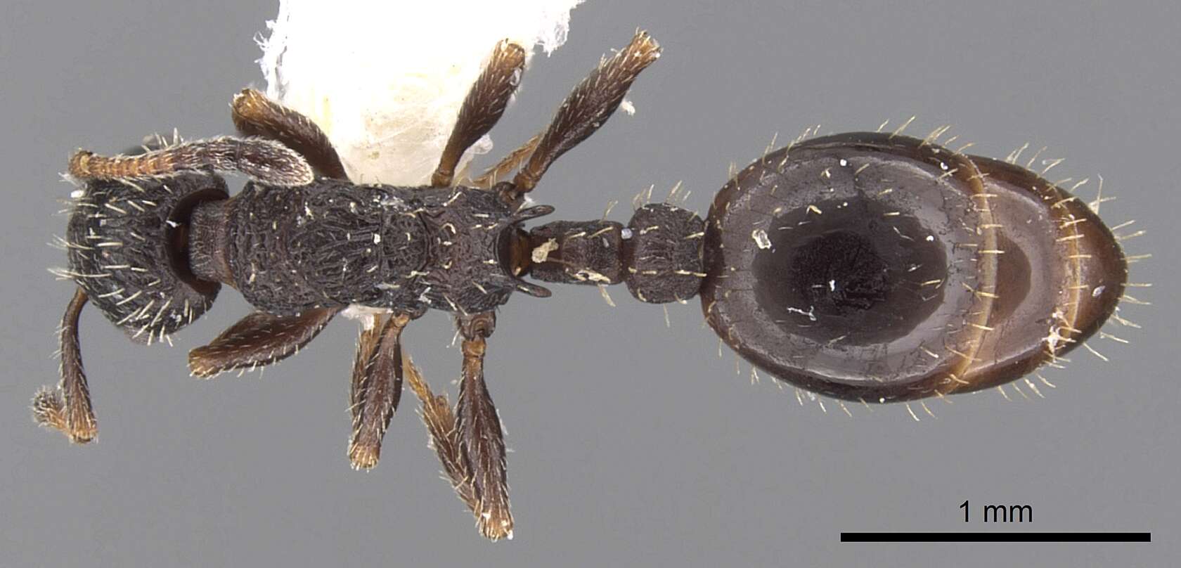 Image of Leptothorax sphagnicola Francoeur 1986