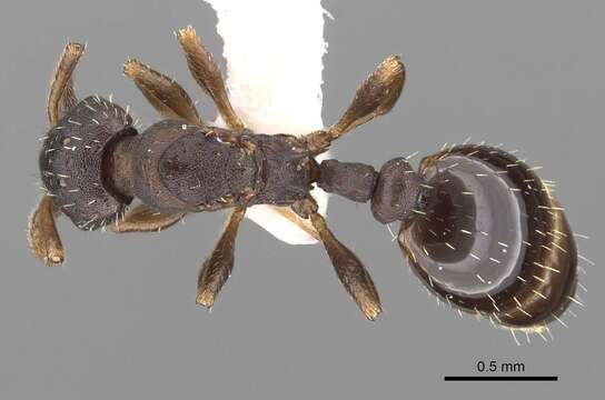 Image of Leptothorax wilsoni Heinze 1989