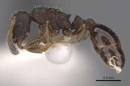 Image of Leptothorax wilsoni Heinze 1989