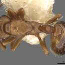 Image of Leptothorax paraxenus Heinze & Alloway 1992