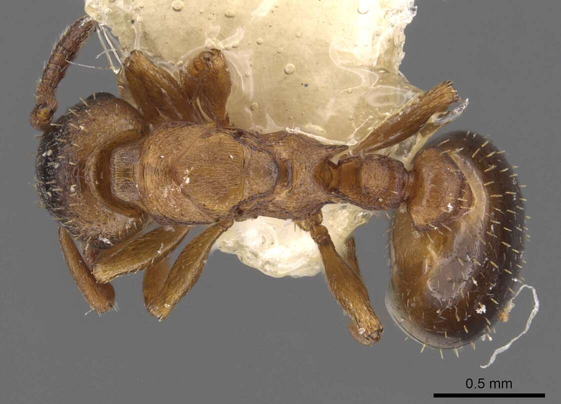 Image of Leptothorax paraxenus Heinze & Alloway 1992
