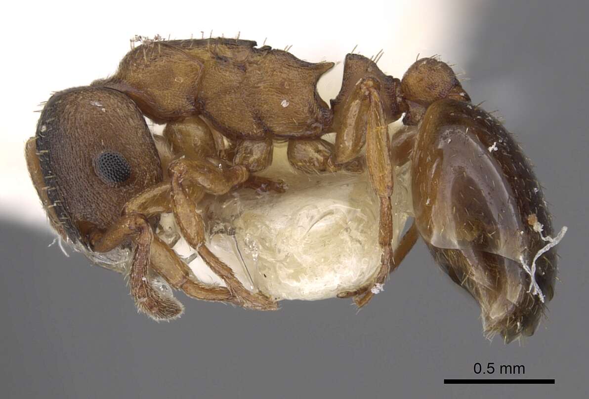 Image of Leptothorax paraxenus Heinze & Alloway 1992