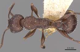 Image de Temnothorax bugnioni