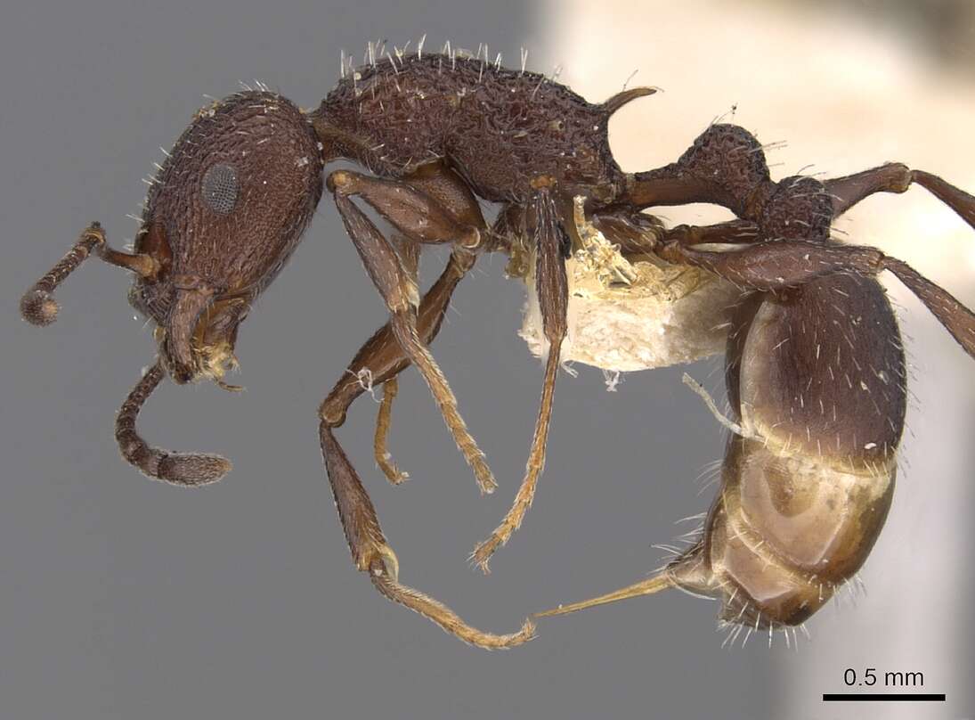 Image de Temnothorax bugnioni