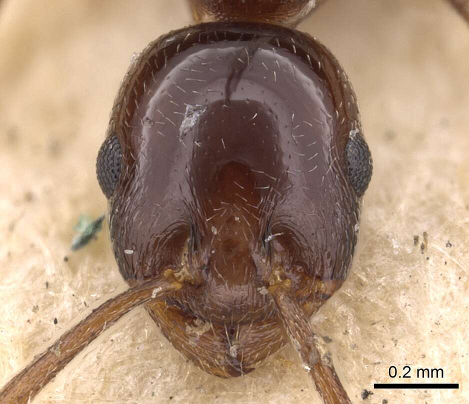 Image of <i>Temnothorax wollastoni</i> (Donisthorpe 1940)