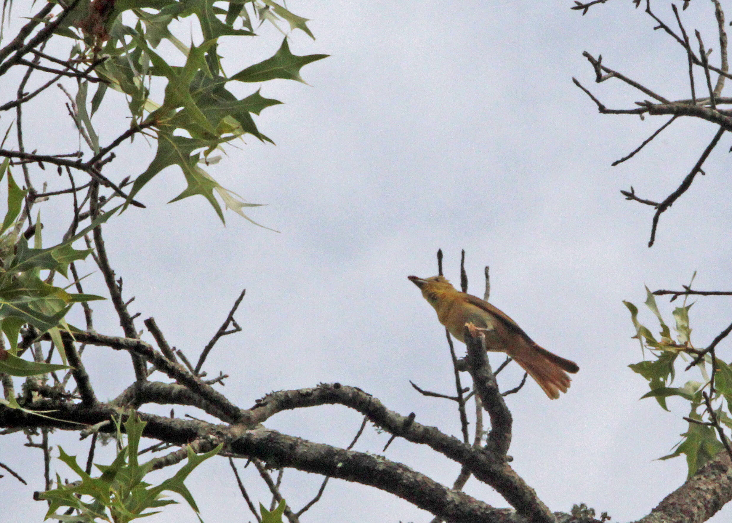 Image of Summer Tanager