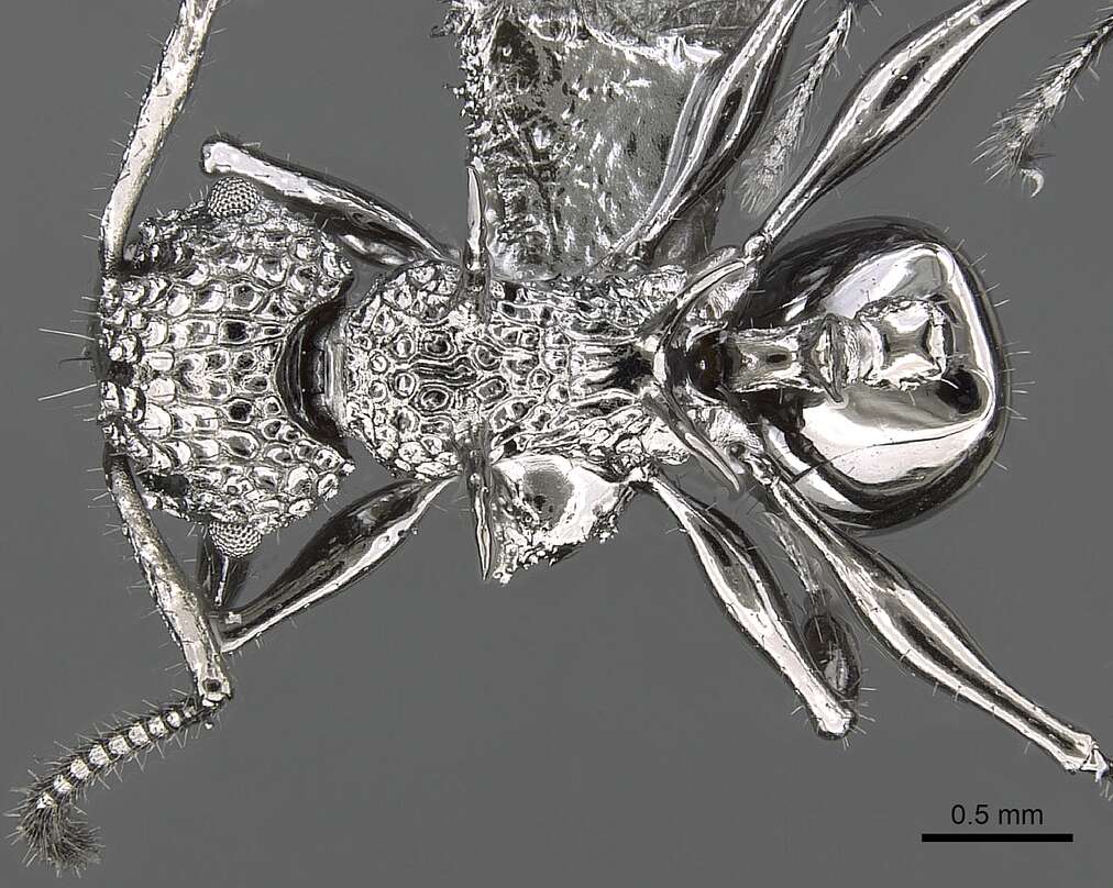 Image of Acanthomyrmex ferox Emery 1893