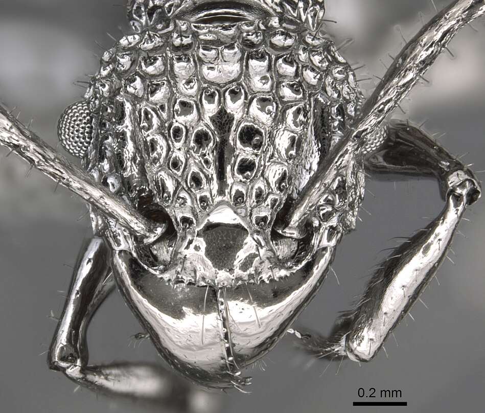 Image of Acanthomyrmex ferox Emery 1893