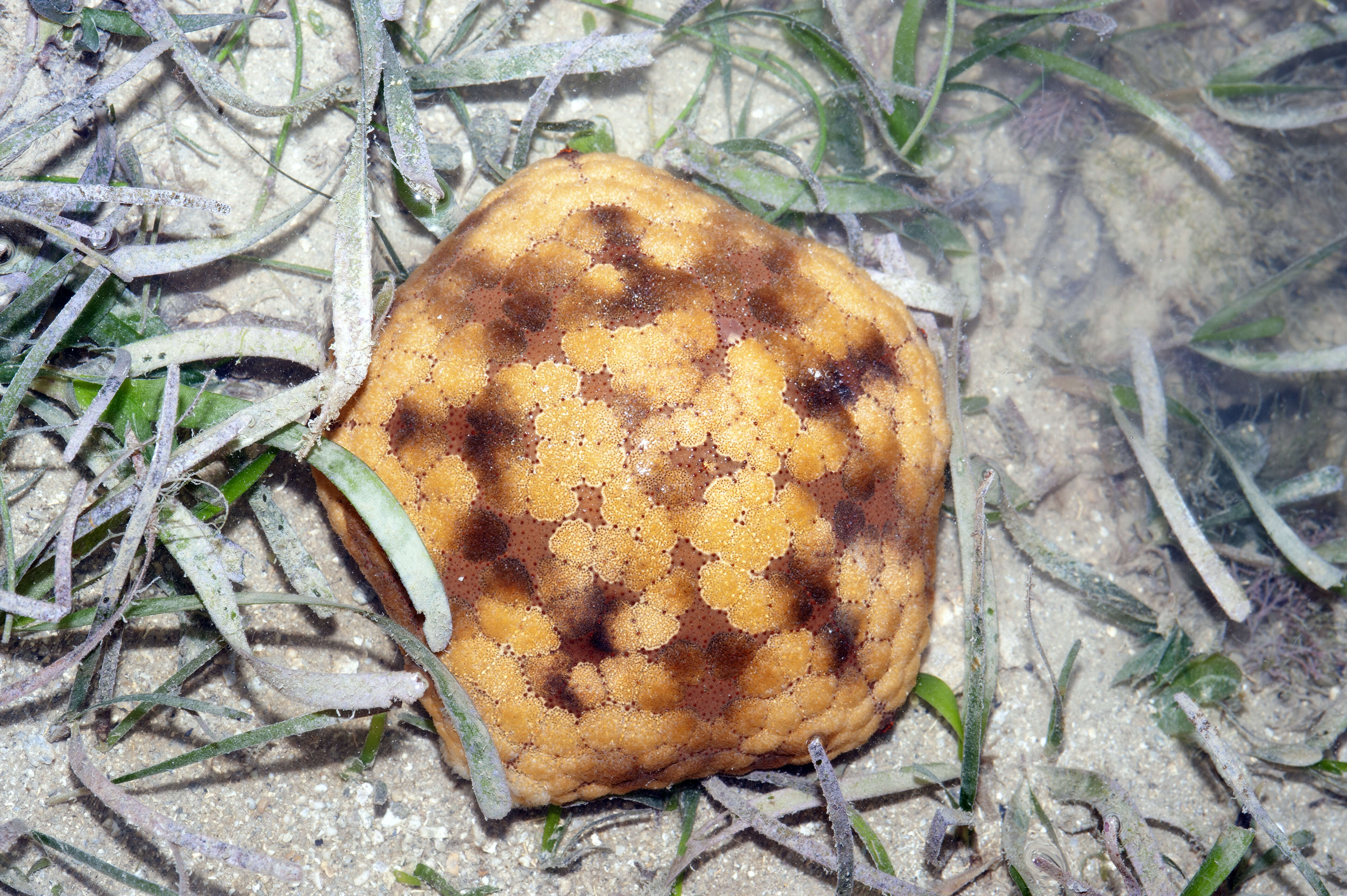 Image of Cushion star