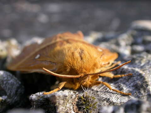 Image of oak eggar