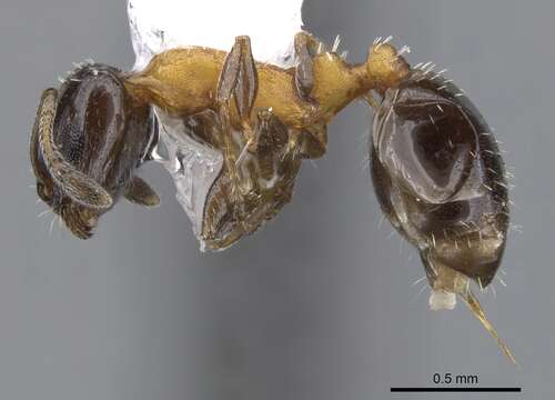 Image of <i>Temnothorax emmae</i>