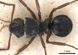 Image of Polyrhachis marginata Smith 1859