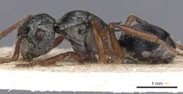 Image of Polyrhachis marginata Smith 1859