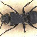 Image of Polyrhachis hostilis Smith 1859