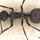 Image of Polyrhachis longipes Smith 1859