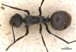 Image of Polyrhachis longipes Smith 1859