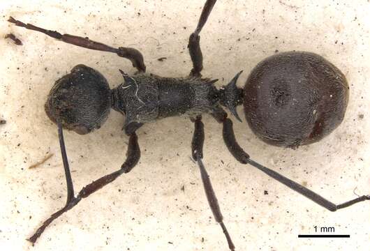 Image of Polyrhachis longipes Smith 1859