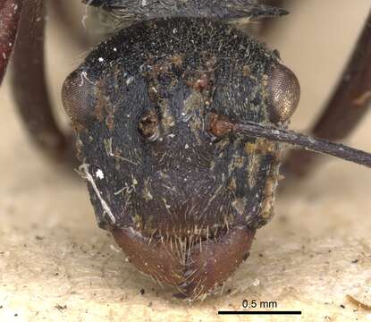 Image of Polyrhachis longipes Smith 1859