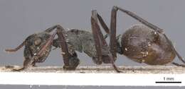 Image of Polyrhachis longipes Smith 1859