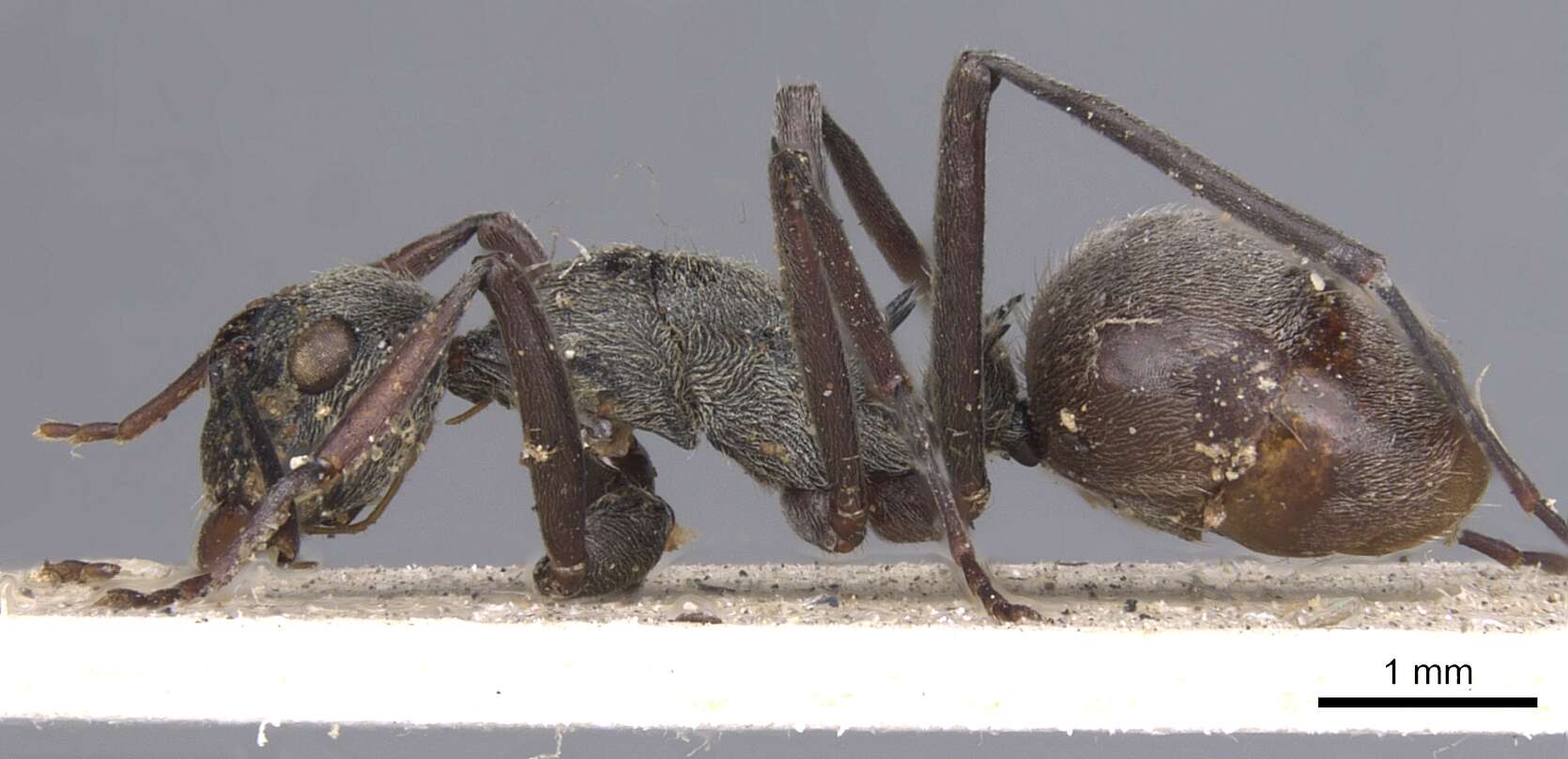 Image of Polyrhachis longipes Smith 1859