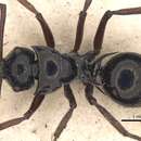 Image of Polyrhachis scutulata Smith 1859