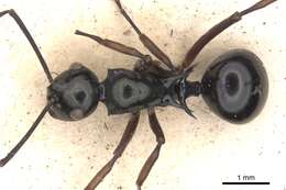 Image of Polyrhachis mucronata Smith 1859