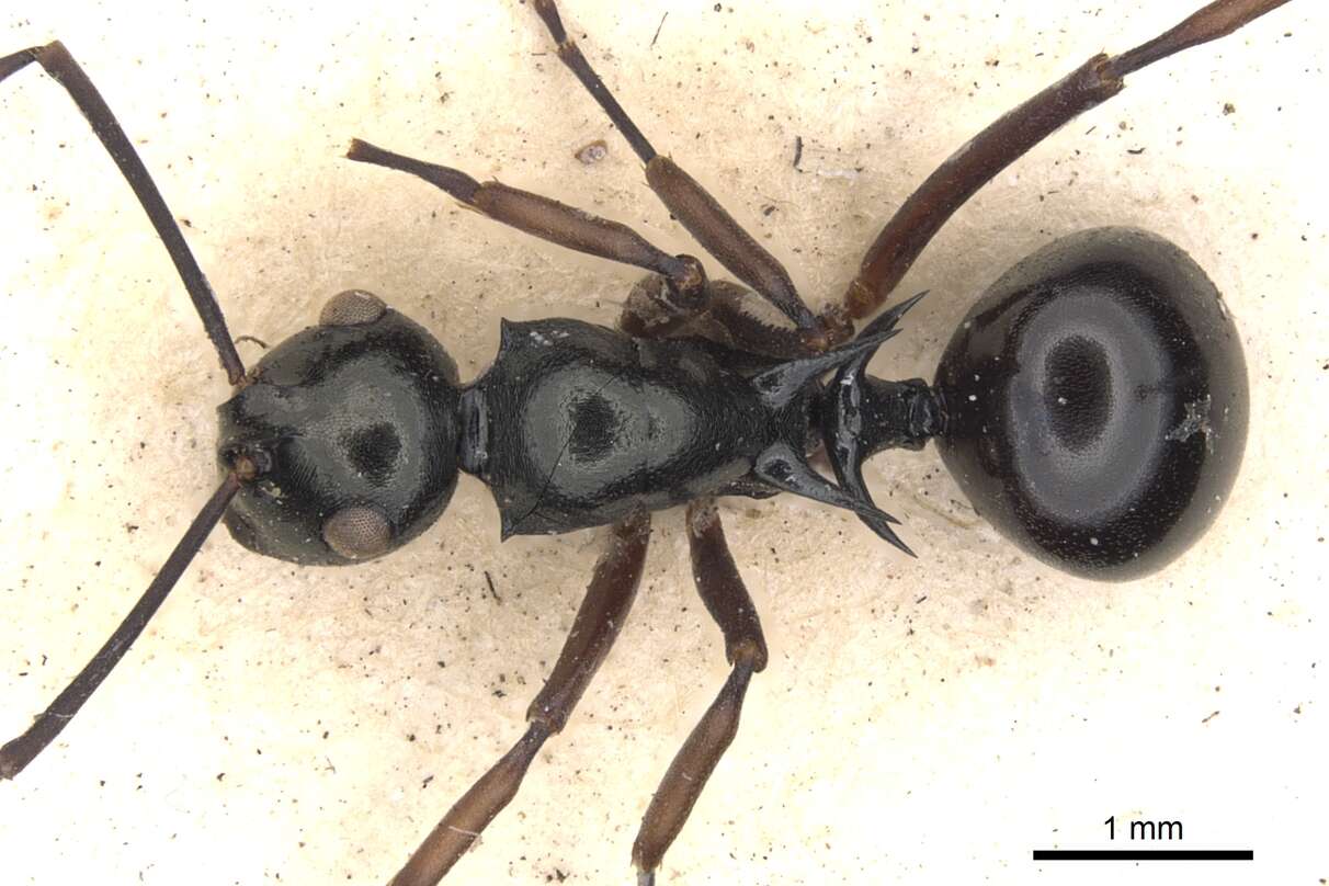 Image of Polyrhachis mucronata Smith 1859