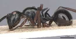 Image of Polyrhachis mucronata Smith 1859