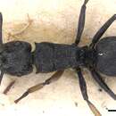 Image of Polyrhachis geometrica Smith 1859