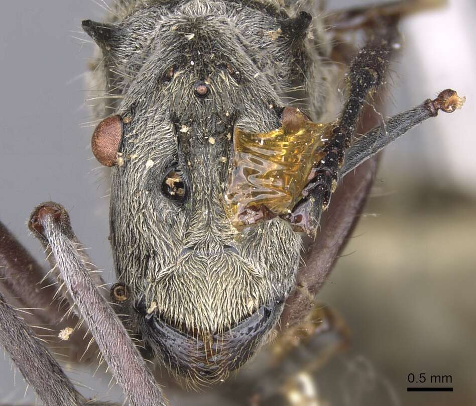 صورة Polyrhachis sexspinosa (Latreille 1802)