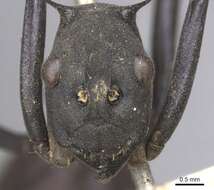 Image of Polyrhachis hector Smith 1857