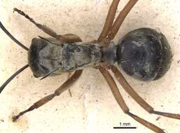 Image of Polyrhachis andromache Roger 1863