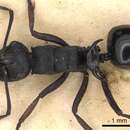 Image of Polyrhachis trophima Smith 1863