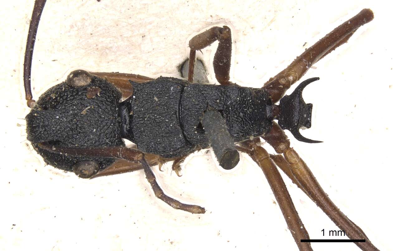 Image of Polyrhachis alphea Smith 1863