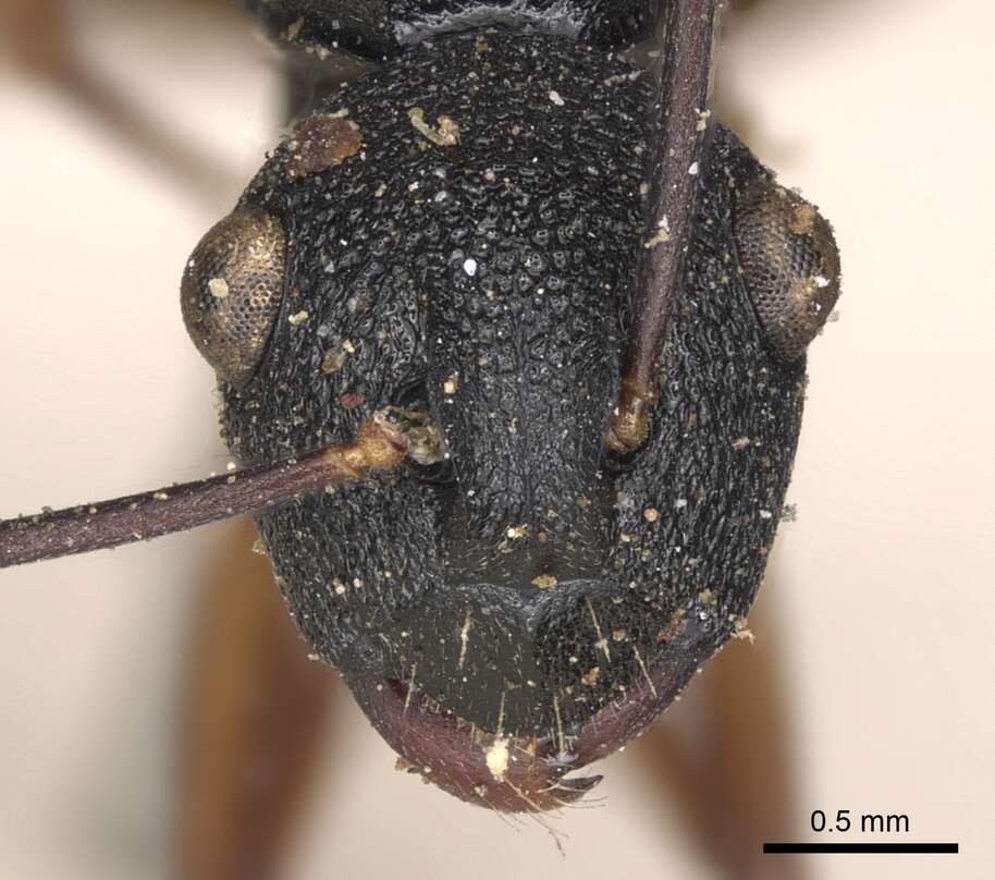 Image of Polyrhachis alphea Smith 1863