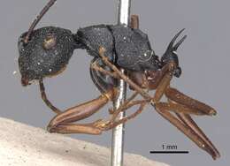 Image of Polyrhachis alphea Smith 1863