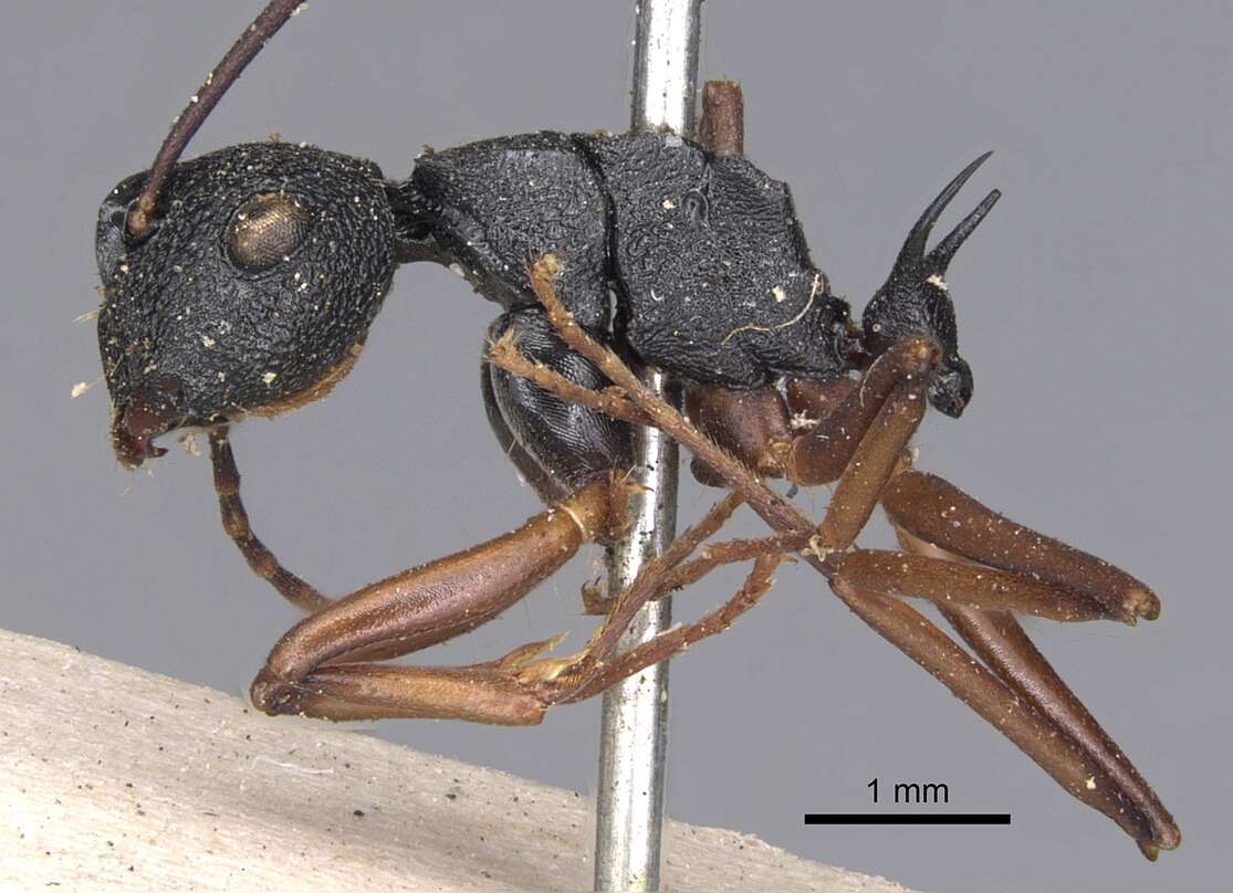 Image of Polyrhachis alphea Smith 1863