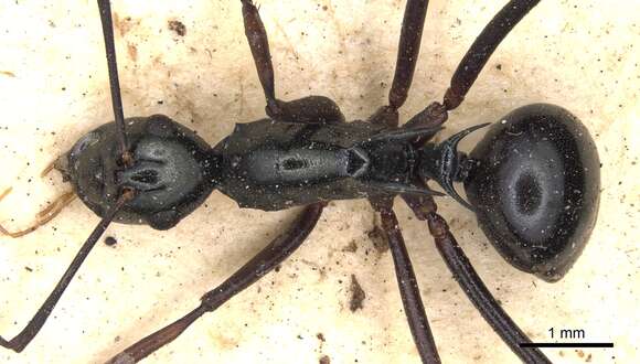 Image of Polyrhachis paromala Smith 1863