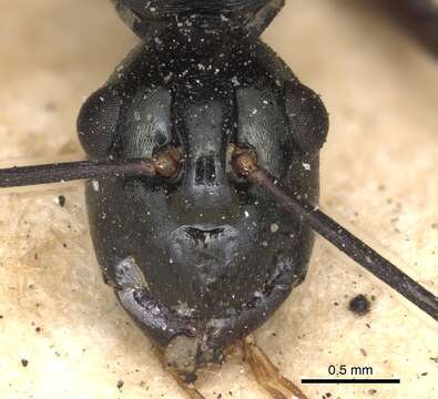 Image of Polyrhachis paromala Smith 1863