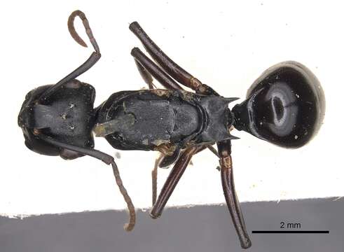 Image of Polyrhachis xiphias Smith 1863