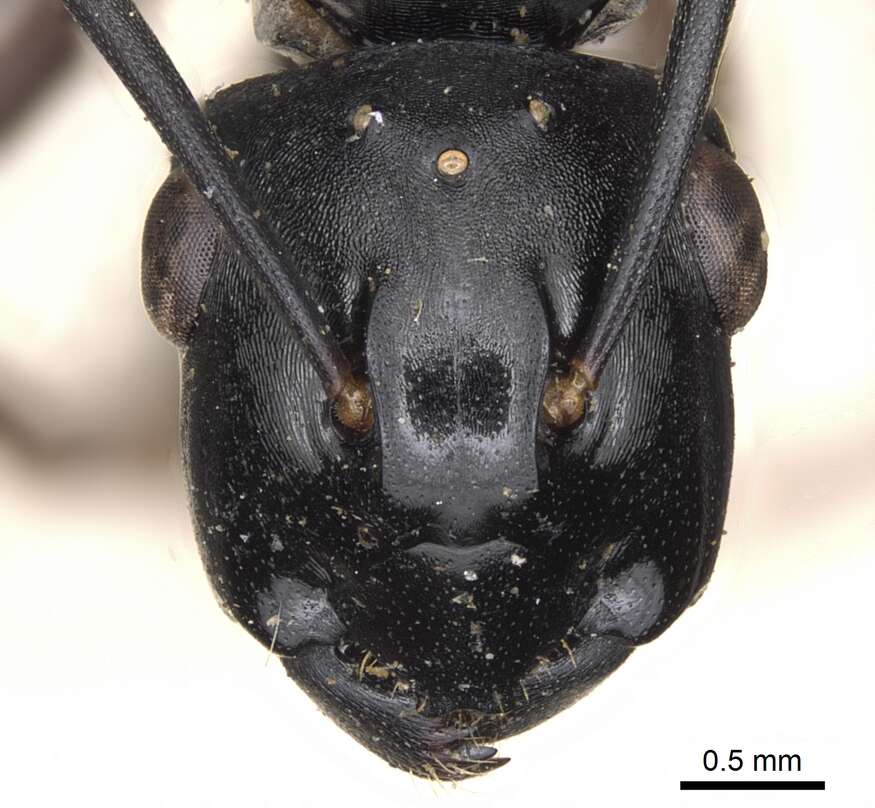 Image of Polyrhachis xiphias Smith 1863