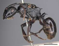 Image of Polyrhachis xiphias Smith 1863