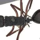 Image of Polyrhachis paxilla Smith 1863