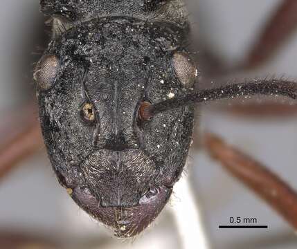 Image of Polyrhachis paxilla Smith 1863