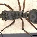 Image of Polyrhachis compressicornis Smith 1860