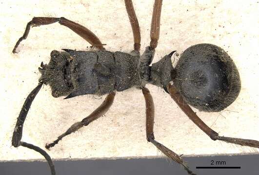 Image of Polyrhachis compressicornis Smith 1860